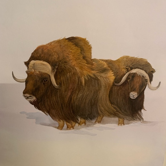 Inuit Art litho of two Muskox, signed, 24x36 inches - Picture 5 of 9